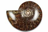 Polished Ammonite (Cleoniceras) Fossil - Madagascar #339259-1